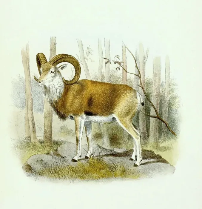 Framed Print : Urial or wild sheep (Ovis) vignei