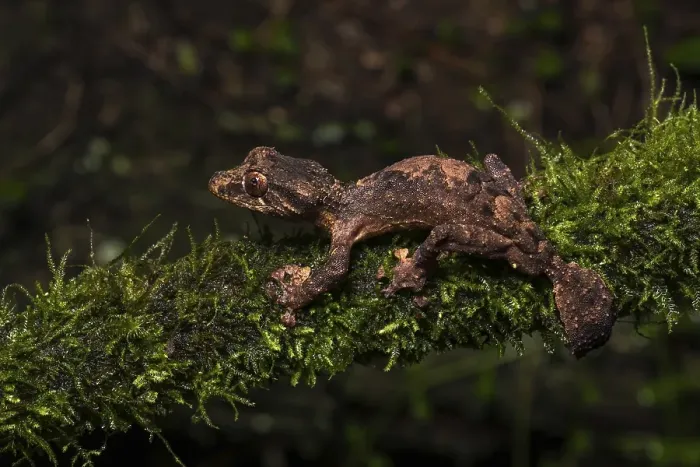Framed Print : Uroplatus alluaudi(Uroplatus alluaudi) on mossed branch in rainforest