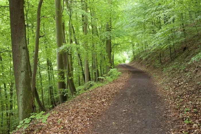 Framed Print : Urwaldsteig trail at Kellerwald National Park Framed Print : Urwaldsteig trail at Kellerwald National Park