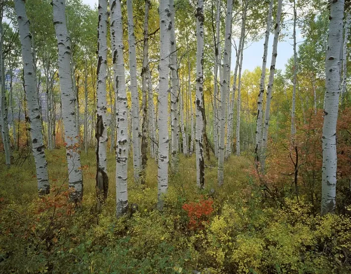 Framed Print : USA Utah Wasatch Range Aspen Grove Sundance Alpine Loop autumn Framed Print : USA Utah Wasatch Range Aspen Grove Sundance Alpine Loop autumn