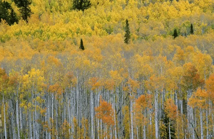 Framed Print : USA Utah Wasatch Range Fishlake Area autumn