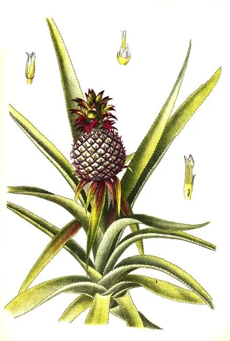 Framed Print : Useful plant, Pineapple (Ananas comosus or Ananas sativus) Framed Print : Useful plant, Pineapple (Ananas comosus or Ananas sativus)