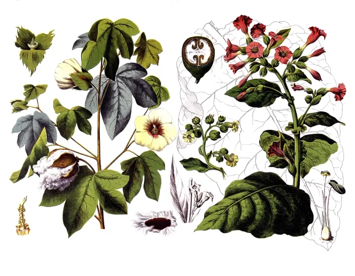 Framed Print : Useful plants, cultivated plants