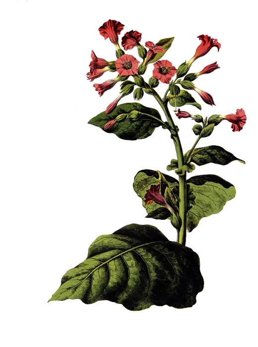 Framed Print : Useful plants, cultivated plants