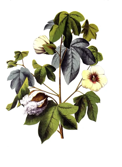 Framed Print : Useful plants, cultivated plants