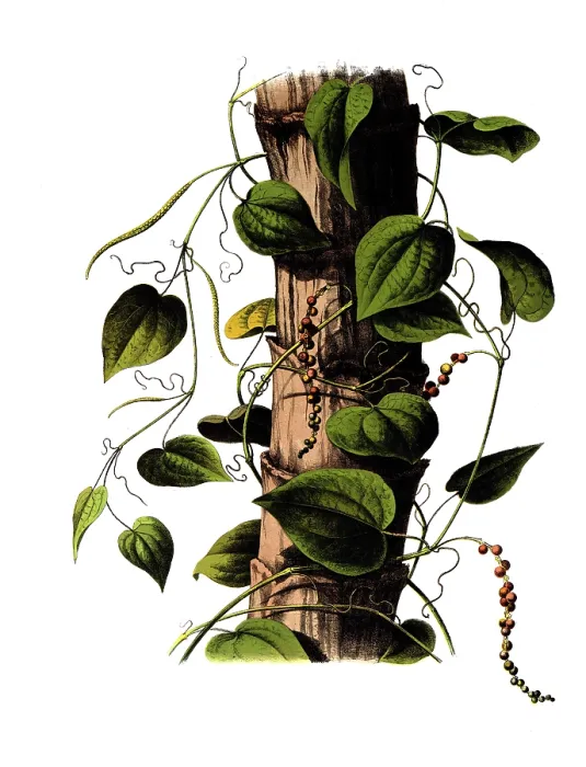 Framed Print : Useful plants, cultivated plants