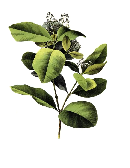 Framed Print : Useful plants, cultivated plants
