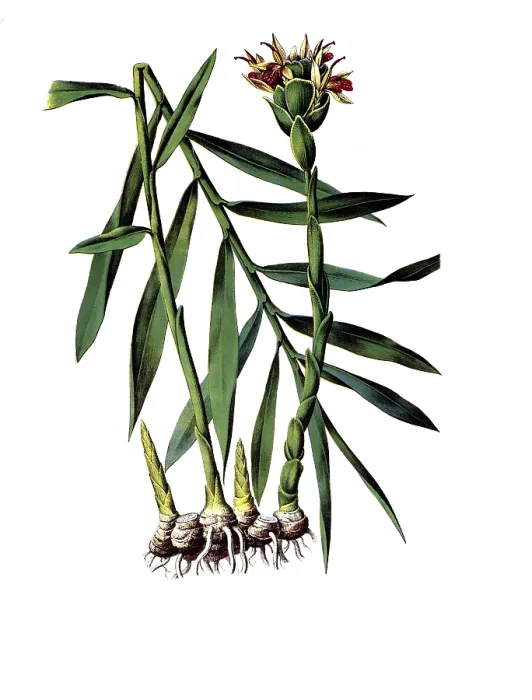 Framed Print : Useful plants, cultivated plants