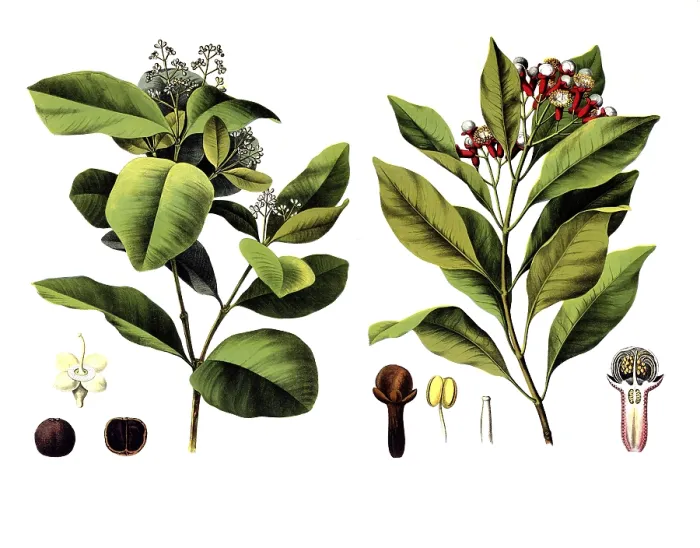 Framed Print : Useful plants, cultivated plants Framed Print : Useful plants, cultivated plants