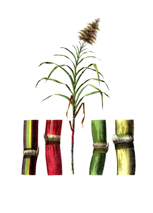 Framed Print : Useful plants, cultivated plants
