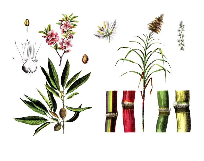 Framed Print : Useful plants, cultivated plants Framed Print : Useful plants, cultivated plants