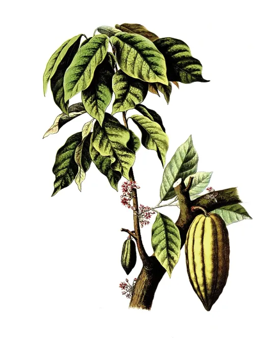 Framed Print : Useful plants, cultivated plants