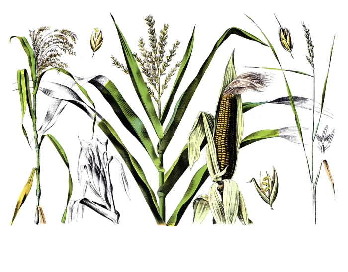 Framed Print : Useful plants, cultivated plants