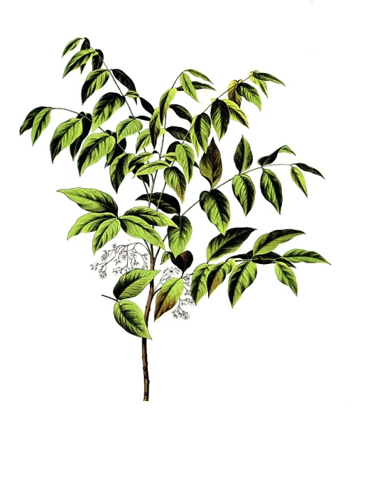 Framed Print : Useful plants, cultivated plants Framed Print : Useful plants, cultivated plants