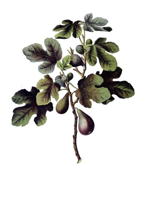 Framed Print : Useful plants, cultivated plants Framed Print : Useful plants, cultivated plants