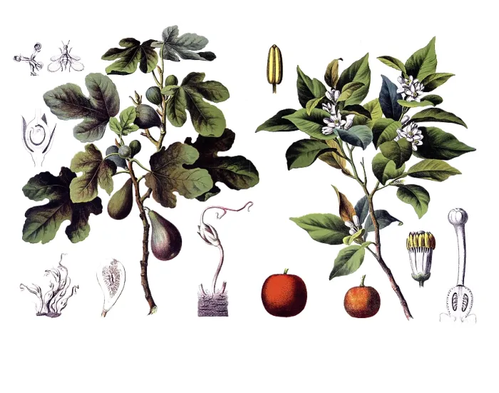 Framed Print : Useful plants, cultivated plants