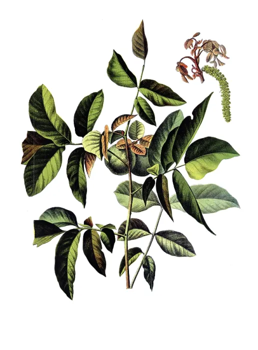 Framed Print : Useful plants, cultivated plants Framed Print : Useful plants, cultivated plants