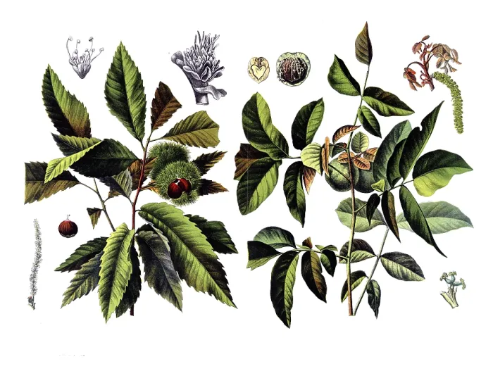 Framed Print : Useful plants, cultivated plants