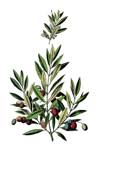 Framed Print : Useful plants, cultivated plants