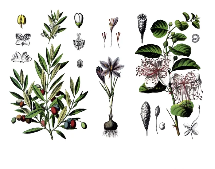 Framed Print : Useful plants, cultivated plants Framed Print : Useful plants, cultivated plants