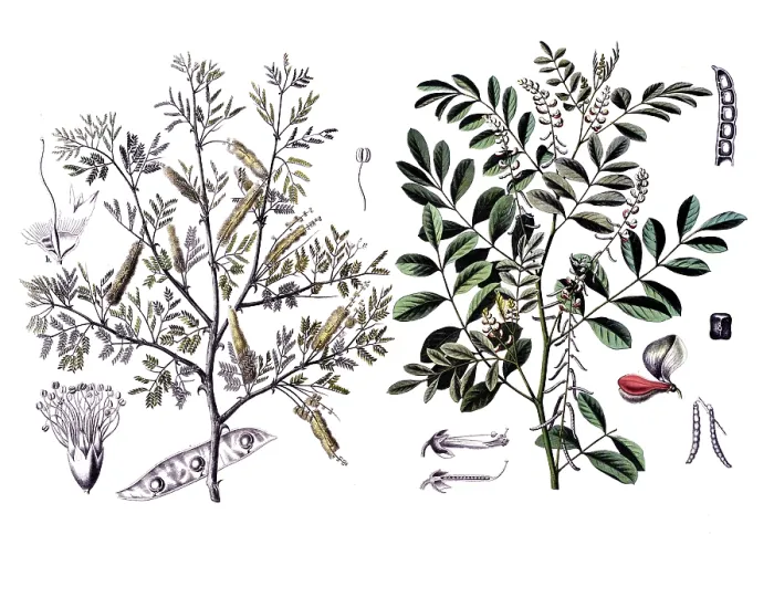 Framed Print : Useful plants, cultivated plants