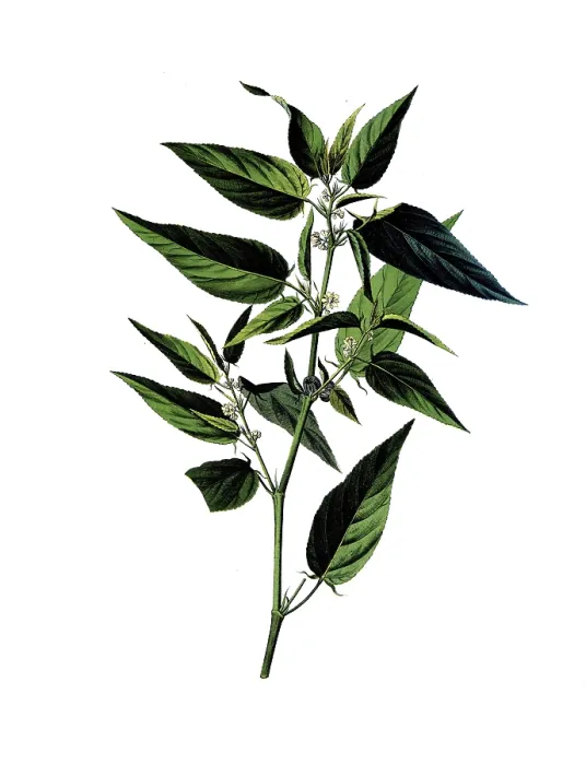 Framed Print : Useful plants, cultivated plants