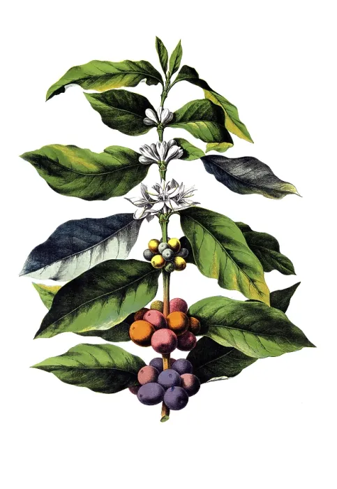 Framed Print : Useful plants, cultivated plants Framed Print : Useful plants, cultivated plants
