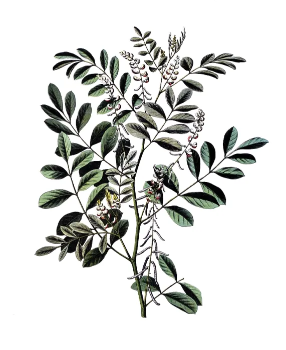 Framed Print : Useful plants, cultivated plants