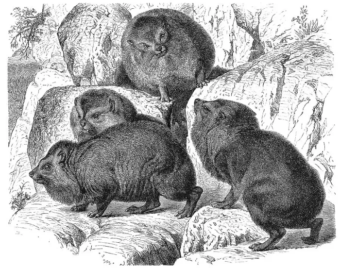 Framed Print : Ushkoko, Abyssinian Rock Hyrax Framed Print : Ushkoko, Abyssinian Rock Hyrax