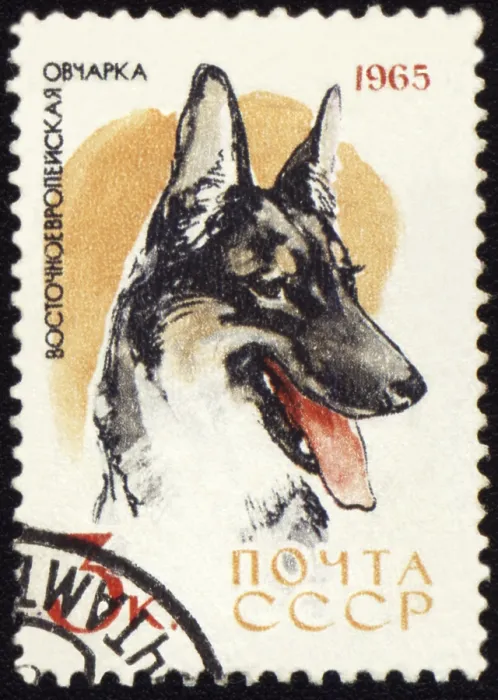 Framed Print : USSR - CIRCA 1965: stamp printed in USSR shows Alsatian dogs