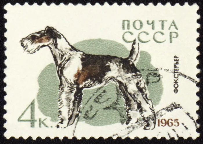 Framed Print : USSR - CIRCA 1965: stamp printed in USSR shows fox terrier