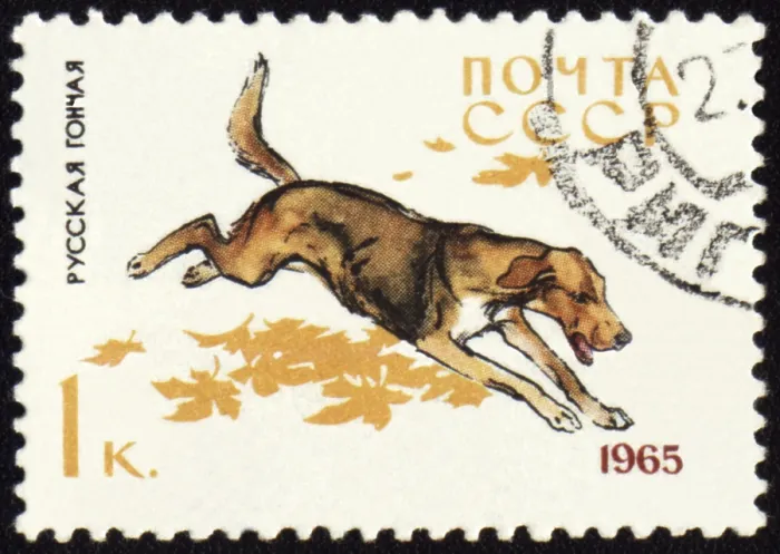 Framed Print : USSR - CIRCA 1965: stamp printed in USSR shows Russian Hound Framed Print : USSR - CIRCA 1965: stamp printed in USSR shows Russian Hound