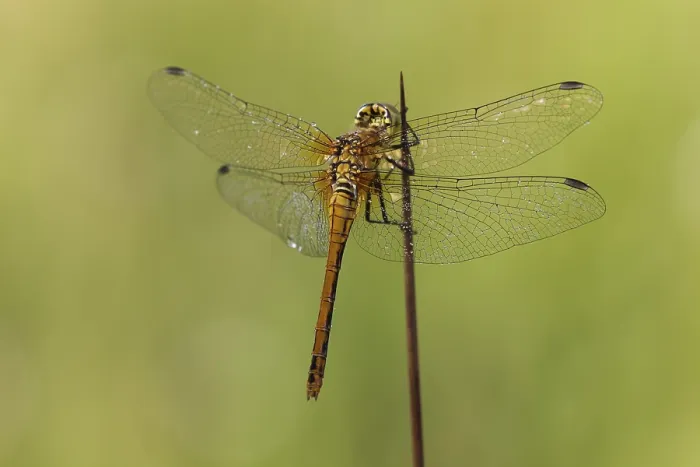 Framed Print : Vagrant Darter Dragonfly (Sympetrum vulgatum) Framed Print : Vagrant Darter Dragonfly (Sympetrum vulgatum)