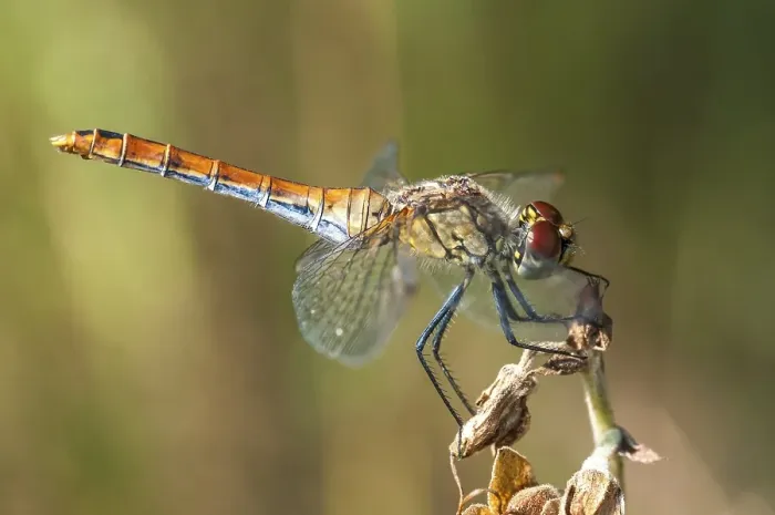Framed Print : Vagrant Darter (Sympetrum vulgatum)