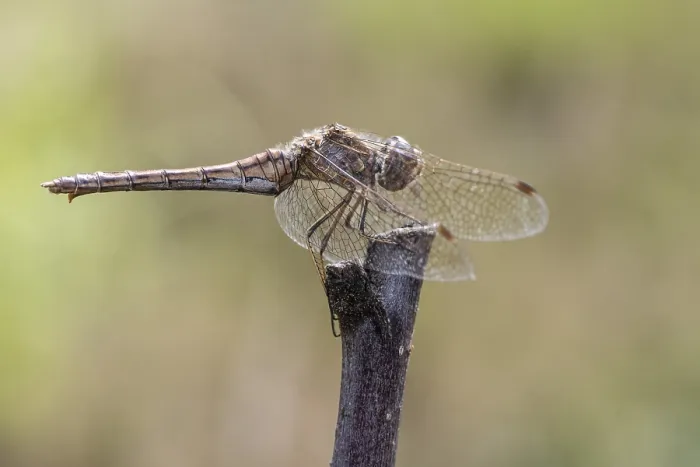 Framed Print : Vagrant darter (Sympetrum vulgatum)