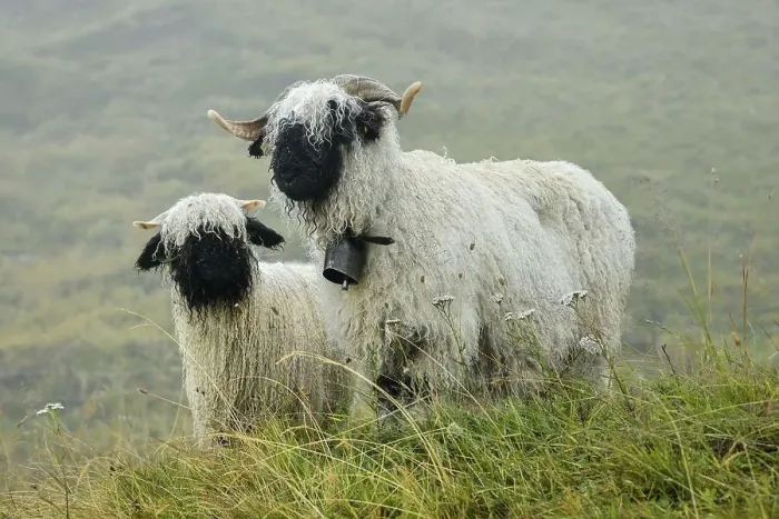 Framed Print : Valais black-nosed domestic sheep (Ovis orientalis aries)