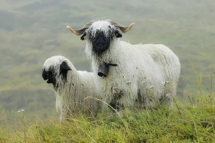 Framed Print : Valais black-nosed domestic sheep (Ovis orientalis aries)