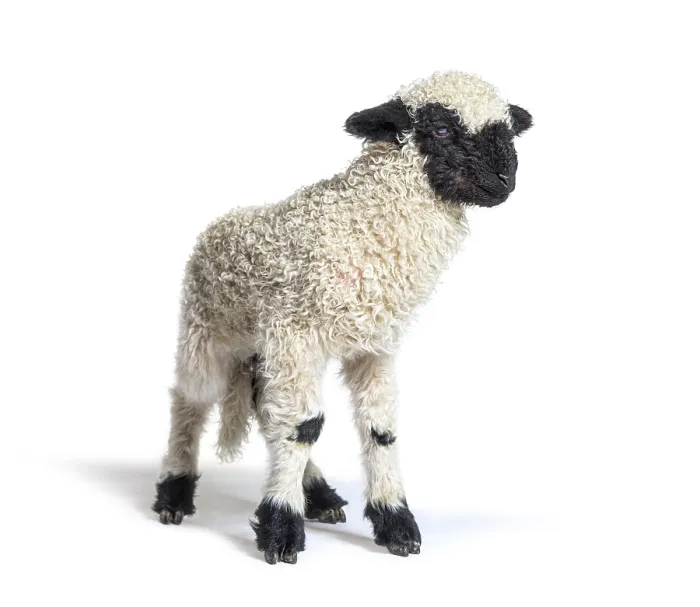 Framed Print : Valais Blacknose, German: Walliser Schwarznasenschaf