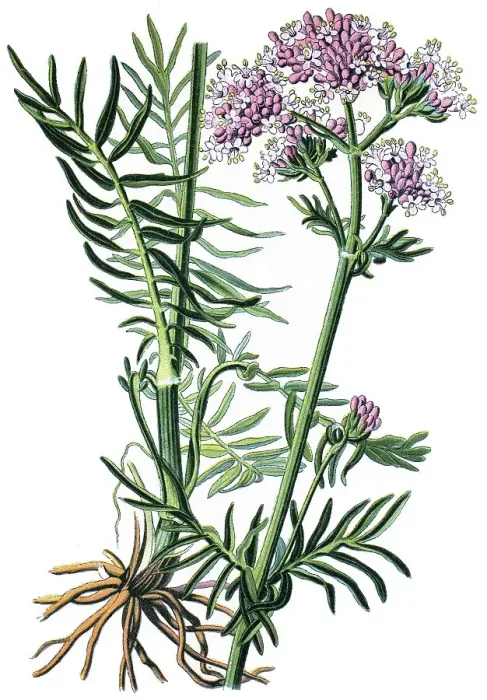 Framed Print : Valerian (Valeriana officinalis)