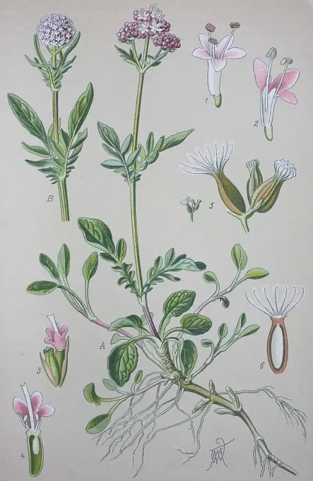 Framed Print : Valerian (Valeriana officinalis) Framed Print : Valerian (Valeriana officinalis)