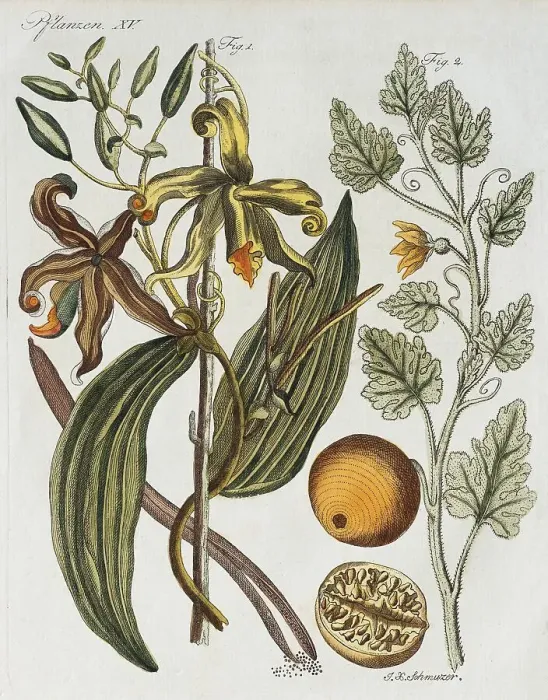 Framed Print : Vanilla (Vanilla planifolia) and Bitter apple (Citrullus colocynthis) Framed Print : Vanilla (Vanilla planifolia) and Bitter apple (Citrullus colocynthis)