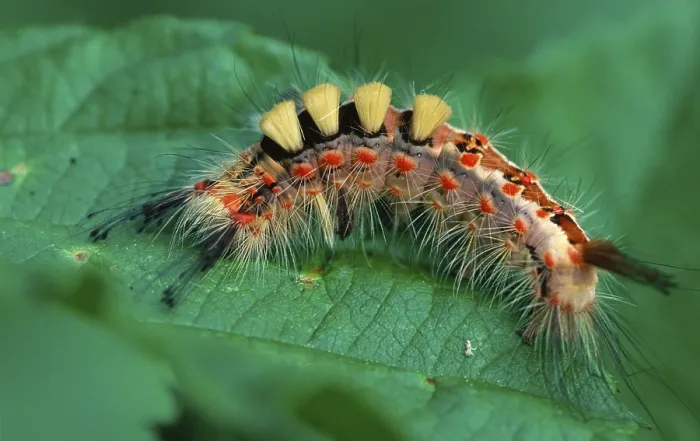 Framed Print : Vapourer (Orgyia antiqua) Moth caterpillar