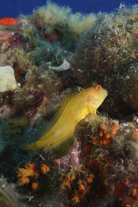 Framed Print : Variable blenny (Parablennius pilicornis) in the Mediterranean Sea near Hyeres