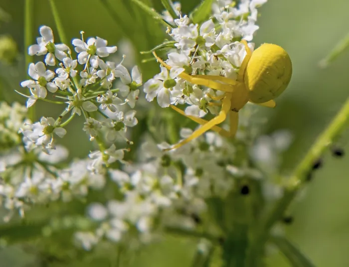 Framed Print : Variable crab spider misumena vatia' Variable crab spider misumena vatia