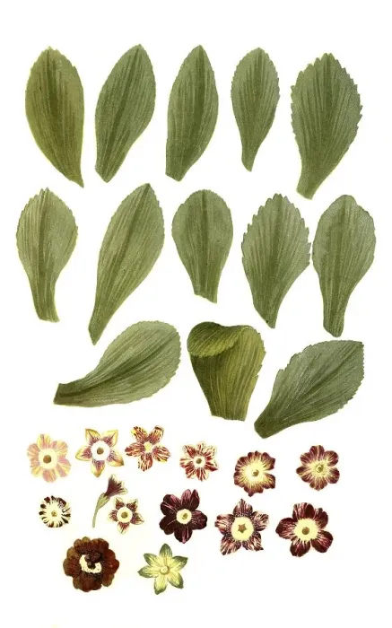 Framed Print : Variants of the least primrose (Primula minima)
