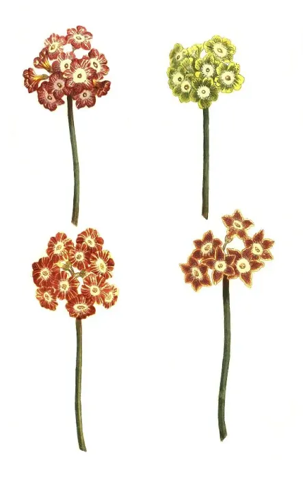 Framed Print : Variants of the least primrose (Primula minima)
