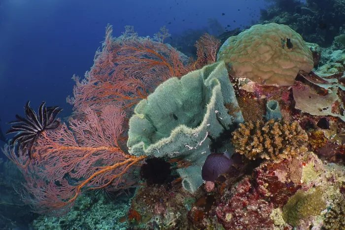 Framed Print : Varied colourful corals and spiny tube sponge (Callyspongia (Cladochalina) aerizusa) on a lively sea reef