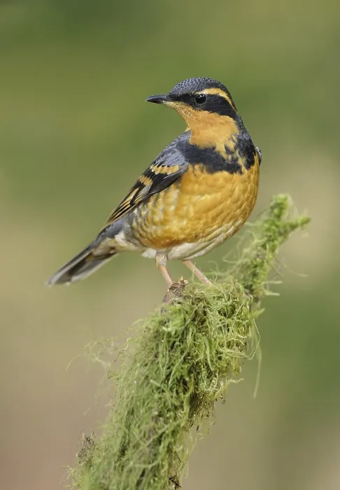 Framed Print : Varied Thrush (Ixoreus naevius) Framed Print : Varied Thrush (Ixoreus naevius)