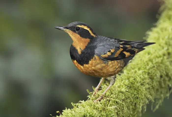 Framed Print : Varied Thrush (Ixoreus naevius) Framed Print : Varied Thrush (Ixoreus naevius)