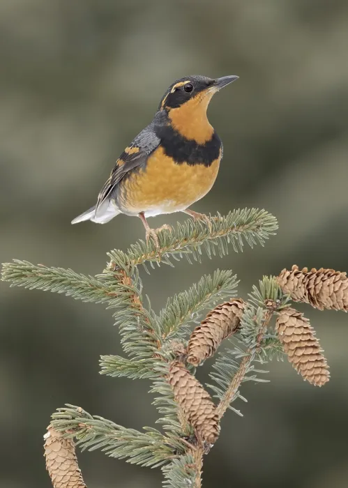 Framed Print : Varied Thrush (Ixoreus naevius) perched on a branch
